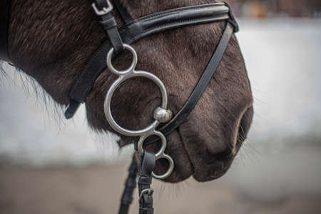 Brown horse close-up. The face of the horse. An animal in the park. Coat on the skin of the animal. Horse with dressed harness.の写真素材