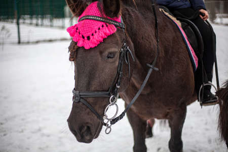 Brown horse close-up. The face of the horse. An animal in the park. Coat on the skin of the animal. Horse with dressed harness.の写真素材
