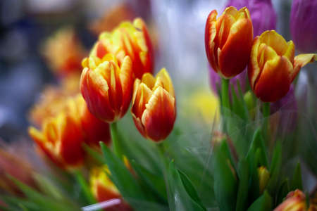 Bouquet of tulips in a flower shop. Sale of plants. Inflorescence of yellow flowers. Natural background from bright buds of plants. The beauty of natural shades. The stems of plants bent under weight.の写真素材