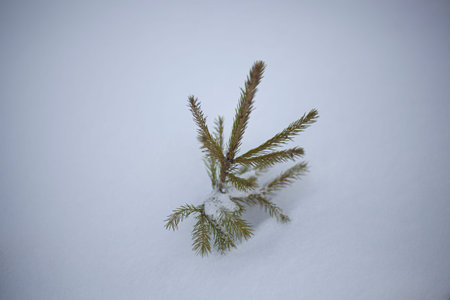 Spruce seedling grows in winter. Little tree on a white background. Coniferous planted for forest restoration. Plant a tree save your life. Christmas plant for sale in the market.の写真素材