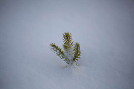Spruce seedling grows in winter. Little tree on a white background. Coniferous planted for forest restoration. Plant a tree save your life. Christmas plant for sale in the market.の写真素材