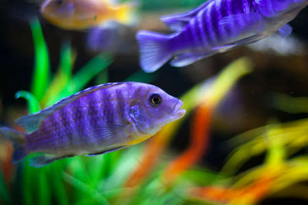 Exotic fish in the aquarium. Purple fish swim in the water. Beautiful background on the theme of the depths of the sea. The inhabitants of the seabed. Food for rbok. Sale at the pet store. A nice background for meditation.の写真素材