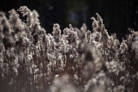 Background with plants. Beautiful herbs in the sunlight. Dry field plants.の写真素材