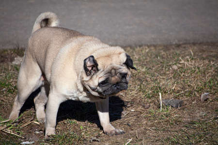 Pug breed dog on a walk. The health of your pet. The daily routine of the dog. Portrait of a cute animal. Snotty face.の写真素材