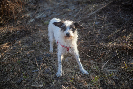 Dog for a walk in the forest. Pets frolic in the sun. White and black dogs in the park. Mobile...