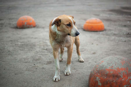 Homeless dog on the street. The dog lies on the pavement. Sterilization of abandoned dogs.の写真素材