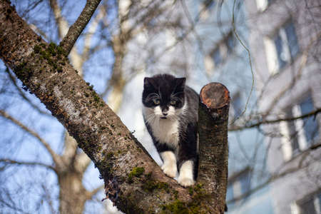 Cute cat is sitting on a tree. The cat is high on the branches. The animal escapes from the dog. Beautiful photo with a black and white cat.の写真素材