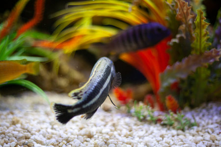 Exotic fish in the aquarium. Purple fish swim in the water. Beautiful background on the theme of the...