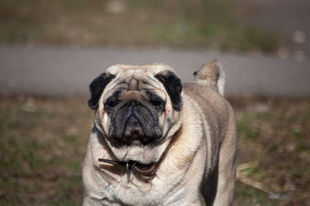 Pug breed dog on a walk. The health of your pet. The daily routine of the dog. Portrait of a cute animal. Snotty face.の写真素材