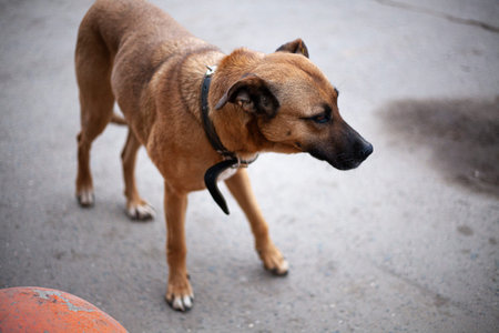 Homeless dog on the street. The dog lies on the pavement. Sterilization of abandoned dogs.の写真素材