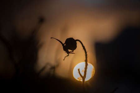 Plant silhouette at sunset. Bending wild rose in the sun. Beautiful natural background prickly plant. Desktop wallpapers on the theme of sunset.の写真素材