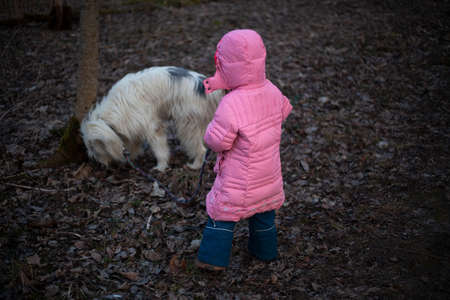 A child walks with a dog in the forest. Walking with the animal in nature. Girl in winter clothes. A child without the Internet breathes air.の写真素材