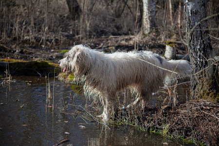 A dog on a hunt in the forest. Search for prey. Walk with your pet. Woolen white terrier. Lifestyle...