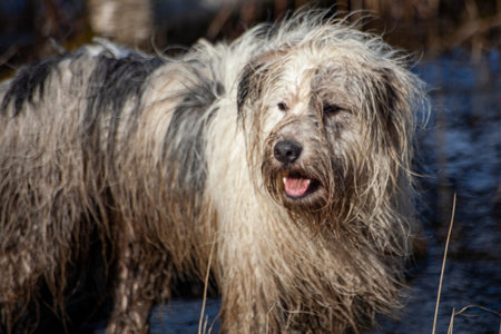 A dog on a hunt in the forest. Search for prey. Walk with your pet. Woolen white terrier. Lifestyle...