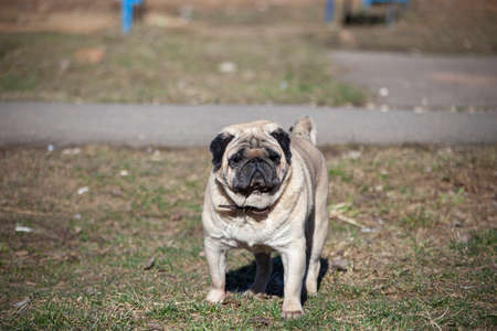 Pug breed dog on a walk. The health of your pet. The daily routine of the dog. Portrait of a cute animal. Snotty face.の写真素材