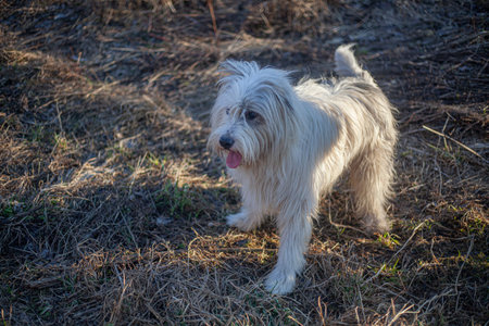 Dog for a walk in the forest. Pets frolic in the sun. White and black dogs in the park. Mobile...