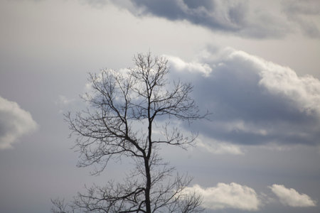 A cloud floats above a tree without leaves. Autumn landscape. Air mass. Cold background. Texture of...