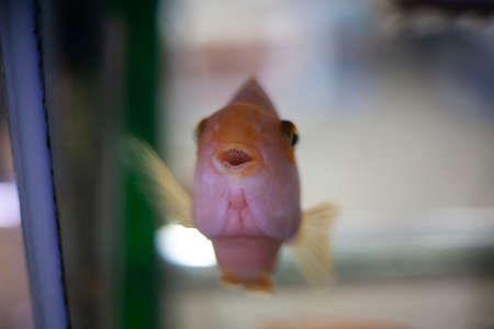 Aquarium with fish. Exotic inhabitants of the sea. Calm observation of animals in the water. Soft paints. Underwater inhabitants.の写真素材