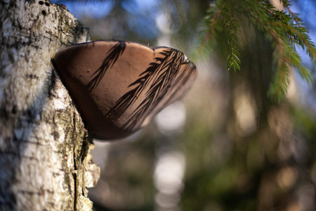 Tree mushroom on a birch. Shadow on a mushroom from a twig. Birch forest in the swamp. The use of...