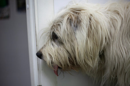 Portrait of a large white dog with long hair. Terrier at the reception of a veterinarian. Dog in the clinic. The pet is sick.の写真素材