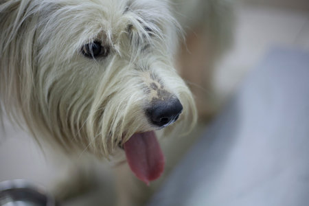 Portrait of a large white dog with long hair. Terrier at the reception of a veterinarian. Dog in the...