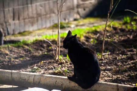 Cat on the street. Homeless animals in the city. Cute cat in the sun.の写真素材