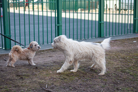 Dogs for a walk walk and fight. Playful dogs met in the city. Animal to meet a friend. Dog walking...