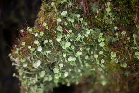 Moss on the bolt. Natural background. Moss growth is a sign of clean air. Macro photography of...