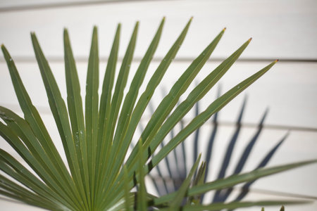 Background green plant on a white background. Stem with thin leaves.