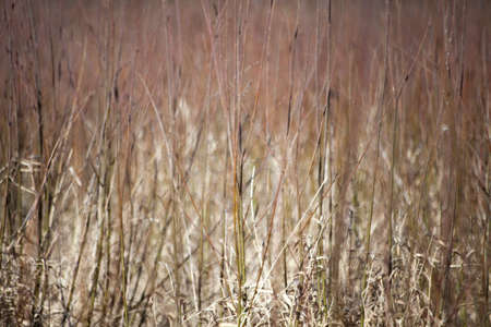 Background with plants. Beautiful herbs in the sunlight. Dry field plants.の写真素材