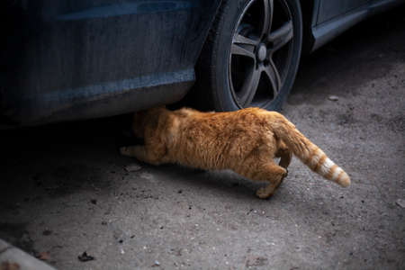 Red cat in the spring. Homeless cat is looking for a cat. A cute animal is thrown on the street.の写真素材