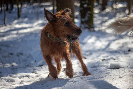 Dog in the park for a walk. Red hair. Walk on a snowy street with a cheerful pet. Simple background walking animal on the street.の写真素材