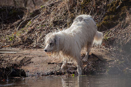 A dog on a hunt in the forest. Search for prey. Walk with your pet. Woolen white terrier. Lifestyle favorite pet. Perky four-legged hiding place. Sweet face.の写真素材