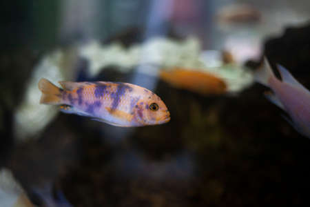Aquarium with fish. Exotic inhabitants of the sea. Calm observation of animals in the water. Soft paints. Underwater inhabitants.の写真素材