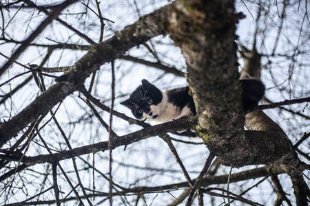 Cute cat is sitting on a tree. The cat is high on the branches. The animal escapes from the dog. Beautiful photo with a black and white cat.の写真素材