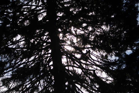 Silhouette of tree branches against a cloudy sky. Natural forest background.の写真素材