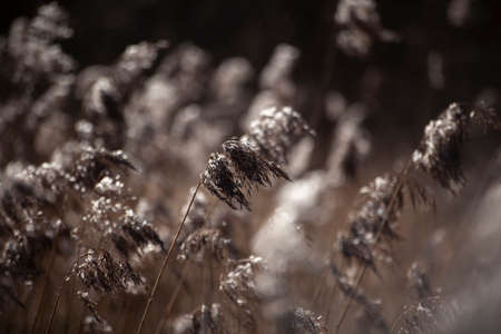 Background with plants. Beautiful herbs in the sunlight. Dry field plants.の写真素材