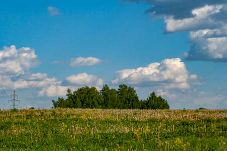 Summer nature. Green plants and beautiful weather. Beautiful background summer landscape in the countryside.の写真素材