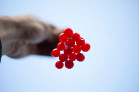 Berries against the sky. The hand holds a bunch of berries by the branch. Simple background juicy healthy fruits. Natural object. Red rich flavor.の写真素材