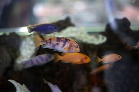 Aquarium with fish. Exotic inhabitants of the sea. Calm observation of animals in the water. Soft paints. Underwater inhabitants.の写真素材
