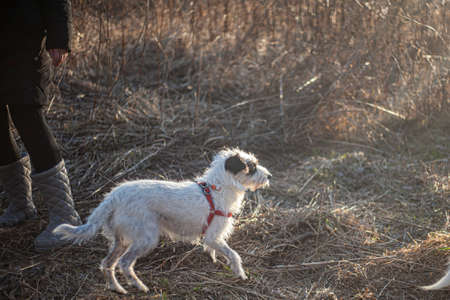 Dog for a walk in the forest. Pets frolic in the sun. White and black dogs in the park. Mobile lifestyle. Acquaintance with an animal.の写真素材