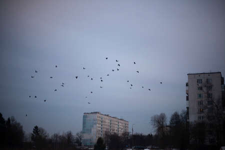 Crows are sitting in the trees. Gloomy winter background. A flock of birds in the forest. A simple background reflecting a mystical sensation.の写真素材