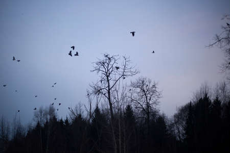 Crows are sitting in the trees. Gloomy winter background. A flock of birds in the forest. A simple background reflecting a mystical sensation.の写真素材
