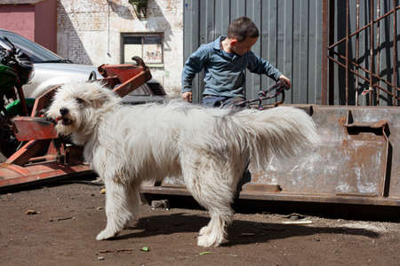 A child plays with a dog at dad in the garage. Children's activity on the street. A boy with his friend. A shaggy white dog guards a child. Active and naughty five year old baby. Children's life.の写真素材