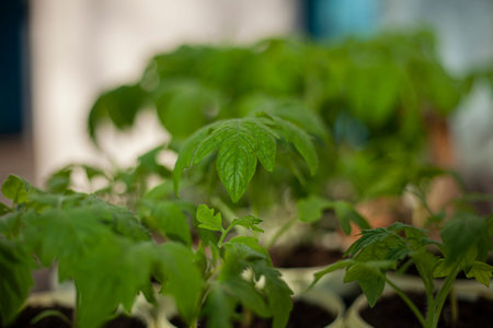 The texture of the swamp plants. Small red leaves. The natural environment. A layer of plants grown...