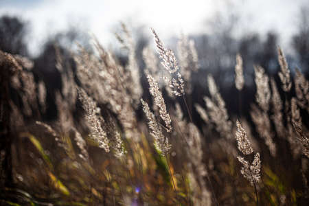 Dry herbs in the fall. Natural background of calm shades of dried plants. Calm landscape in the field. Weed in the wild.の写真素材