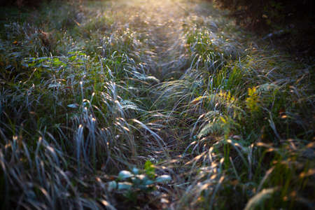 Thickets of grass in the sunlight. The setting sun illuminates the green forest grass. Beautiful calming natural background.の写真素材
