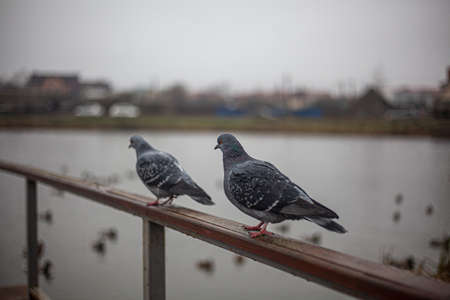 A pigeon sits on the railing in a city park. Pigeon on the pond waiting for bread. Bird getting ready for flight. Close-up shot of two winged animal.の写真素材