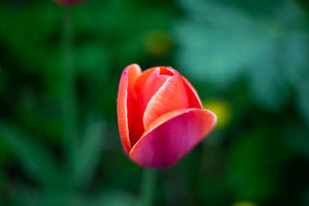 Pink flower bud. Plant in the garden. Bright natural color of a spring tulip. Natural background.の写真素材