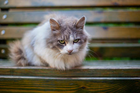 Cute fluffy cat on the bench. A cozy atmosphere with a beautiful animal. Mixed coat color.の写真素材